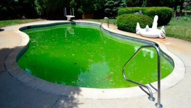 Photo de Algue piscine : nos experts vous expliquent comment les éliminer !