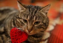Photo de Des chats meurent dans toute la France, Rappel concernant les croquettes pour chats Purina – Elles sont mortelles