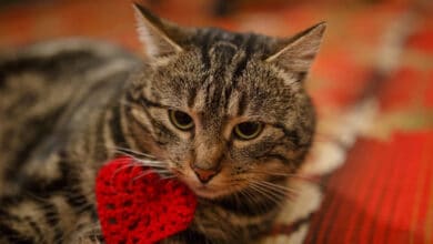 Photo de Des chats meurent dans toute la France, Rappel concernant les croquettes pour chats Purina – Elles sont mortelles