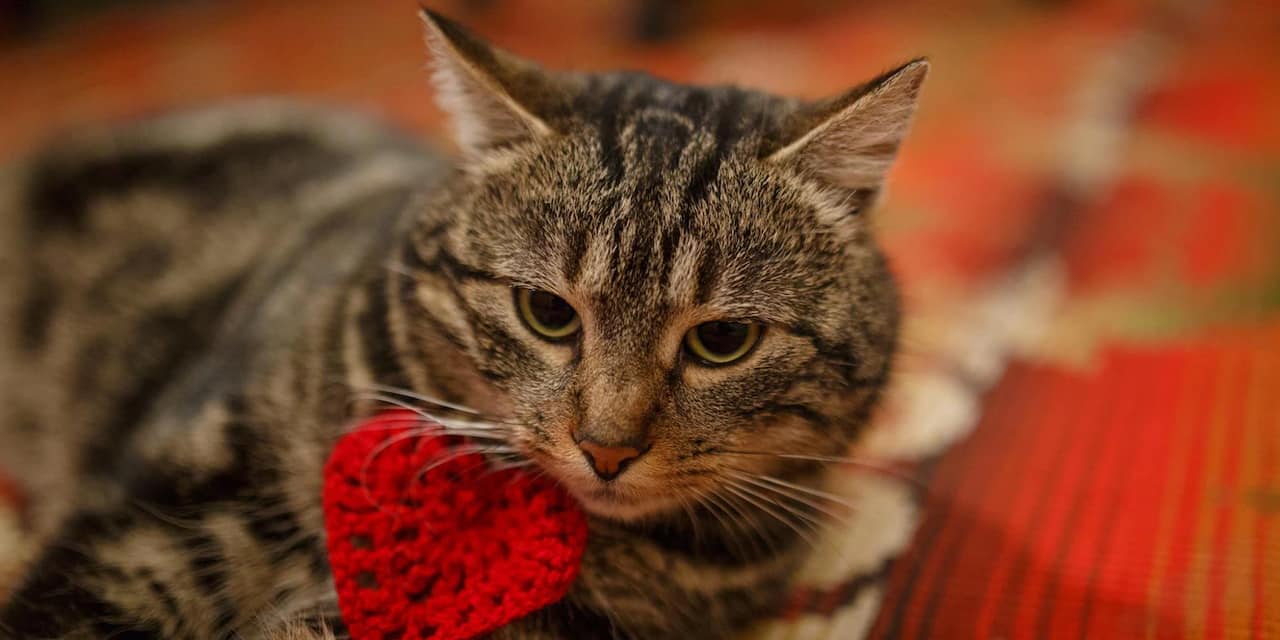 Des chats meurent dans toute la France, Rappel concernant les croquettes pour chats Purina - Elles sont mortelles photographie dun chat