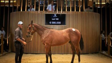 Record de ventes de yearlings à Deauville à plus de 51 millions d'euros Record yearling sales at Deauville at more than 51 million