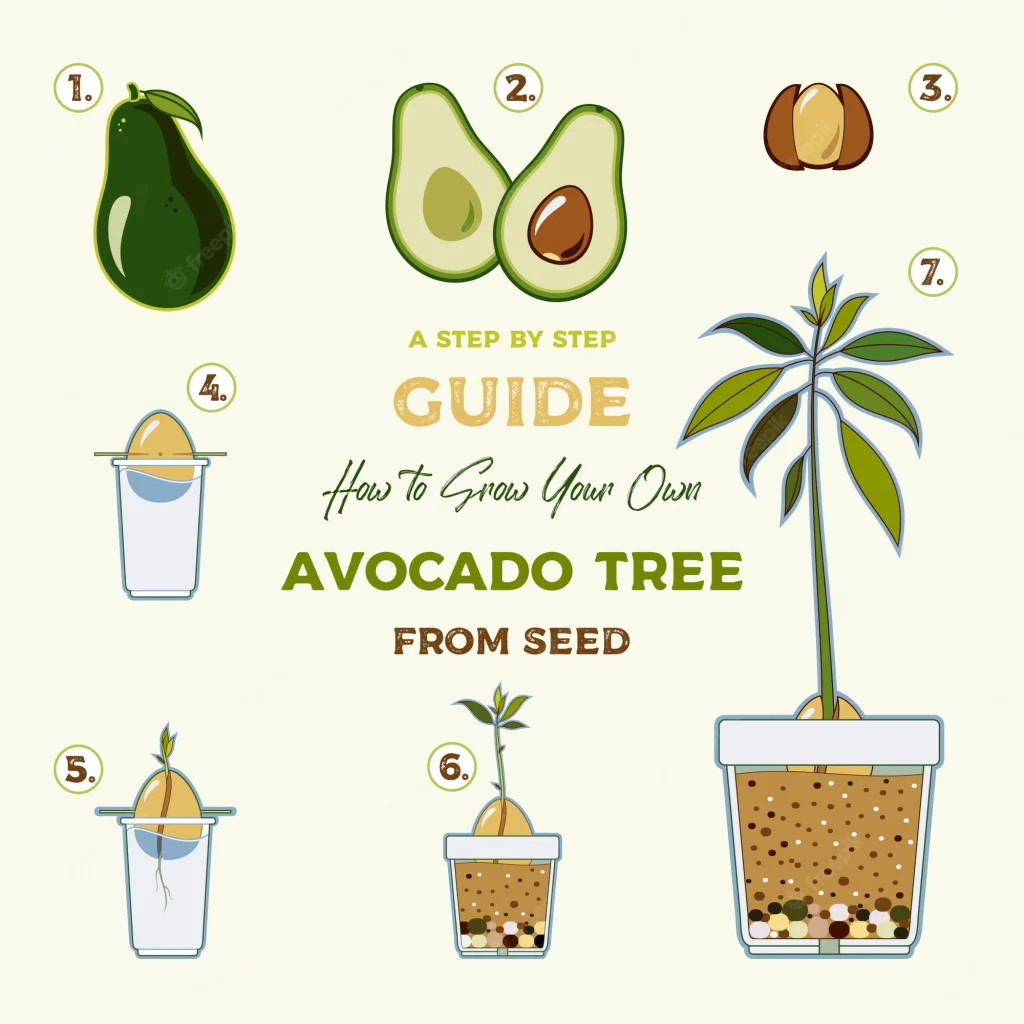 Comment faire pousser un avocat ? avocado tree vector growing guide green simple instruction grow avocado tree from seed avocado life cycle 101380 48