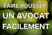 Comment faire pousser un avocat ? avocat plantation