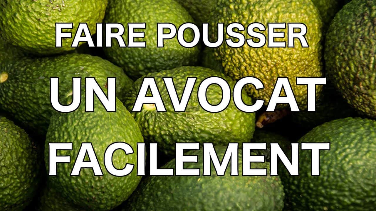 Comment faire pousser un avocat ? avocat plantation