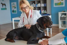 Comment faire vomir votre chien en cas d'urgence chien malade chez le veterinaire