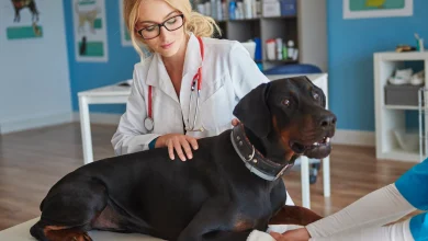 Comment faire vomir votre chien en cas d'urgence chien malade chez le veterinaire