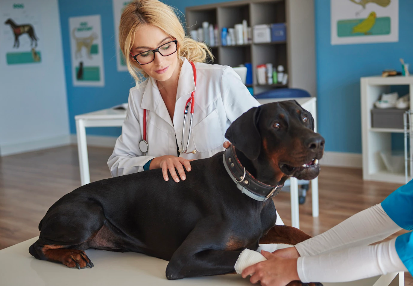 Comment faire vomir votre chien en cas d'urgence chien malade chez le veterinaire