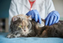Que couvre l'assurance pour animaux de compagnie ? doctor testing animal with stethoscope 329181 10392
