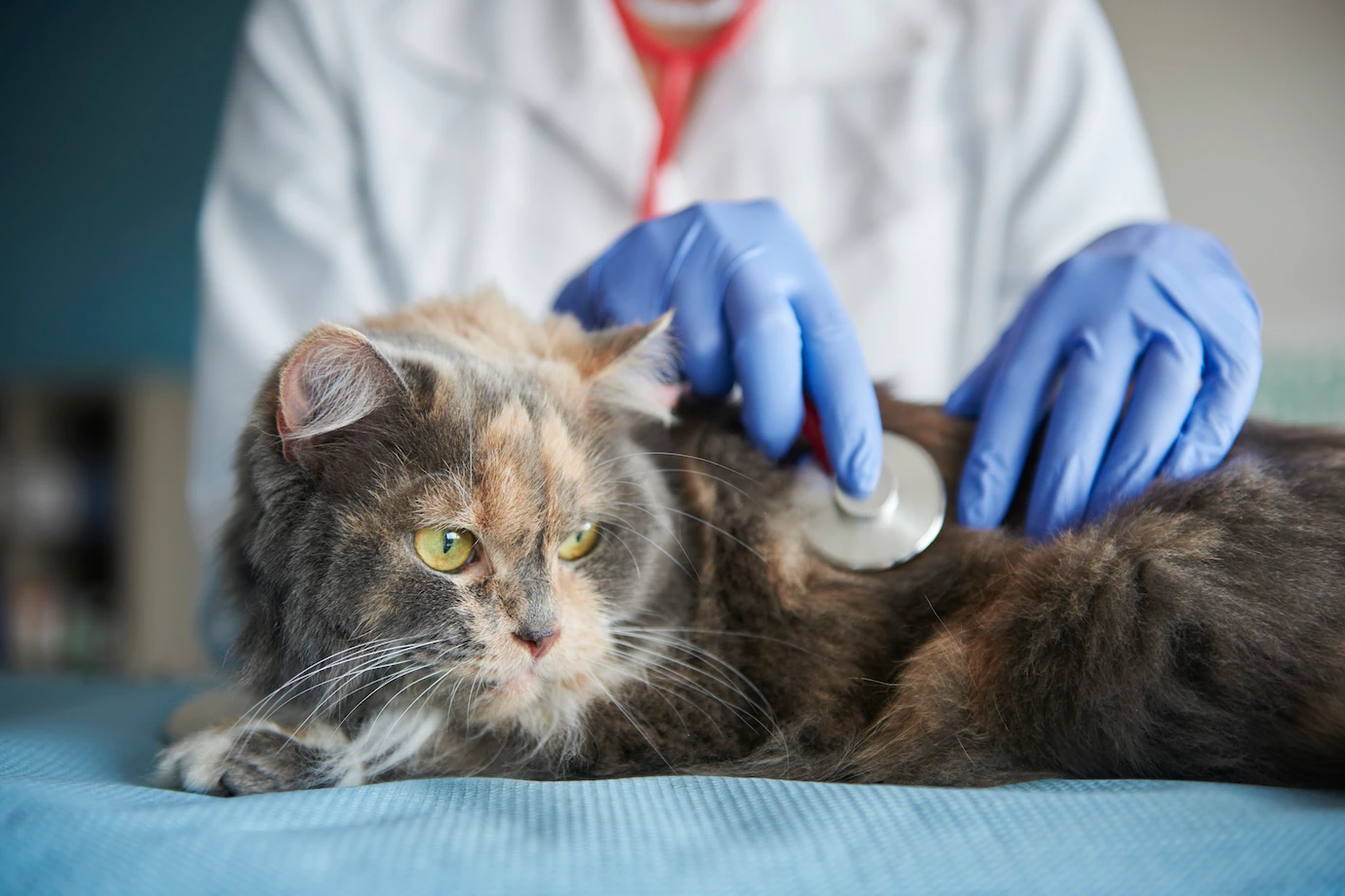 Que couvre l'assurance pour animaux de compagnie ? doctor testing animal with stethoscope 329181 10392