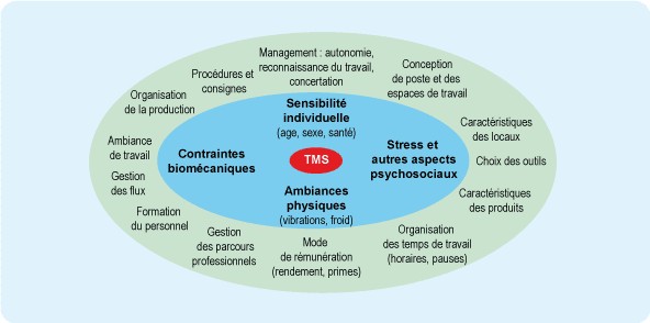 La définition et les causes des troubles musculo-squelettiques TMS facteurs individuels favorisant tms