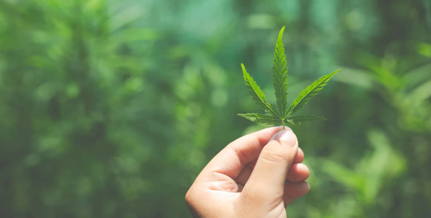 Quels sont les effets secondaires du CBD ? feuille de cbd