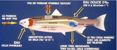 Est-ce que les poissons boivent de l'eau ? : Science l osmoregulation1 poisson eau douce