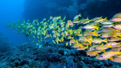 Est-ce que les poissons boivent de l'eau ? : Science poissons jaunes dans ocean bleu 1