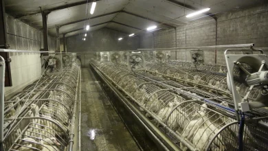 Pays producteurs et importateurs de foie gras : le Bon, la Brute et le Truand producteur foie gras