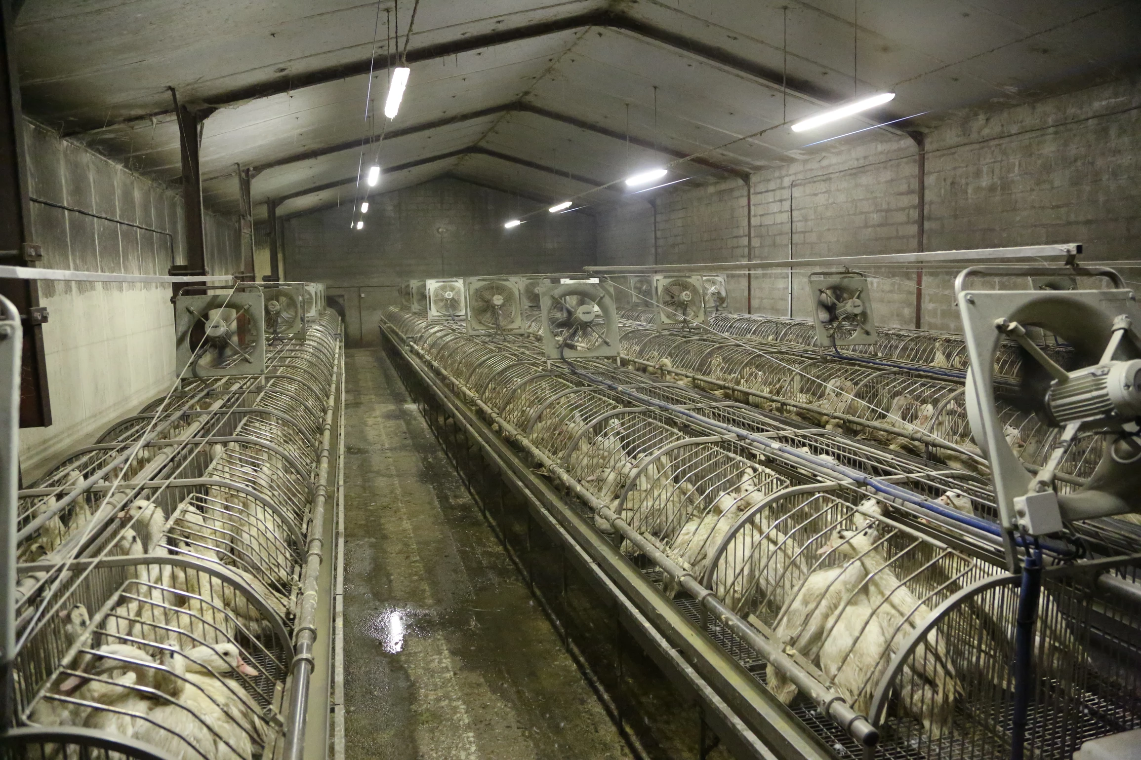 Pays producteurs et importateurs de foie gras : le Bon, la Brute et le Truand producteur foie gras