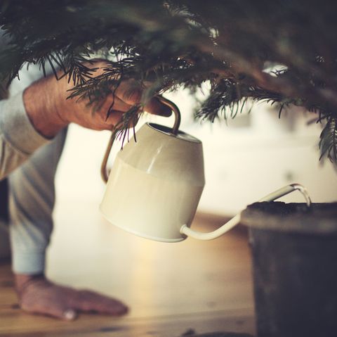 les mains des hommes arrosent un sapin de noël en pot