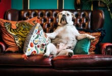 Pourquoi vous allez acheter un canapé pour chien canape chien