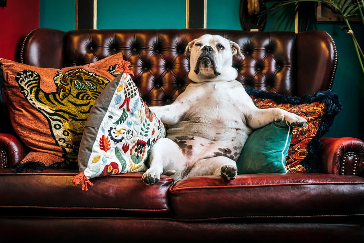 Pourquoi vous allez acheter un canapé pour chien canape chien