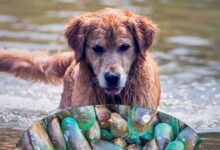 Poudre de moule verte : peuvent-elles aider les articulations de votre chien ? Green Lipped Mussels For Dogs