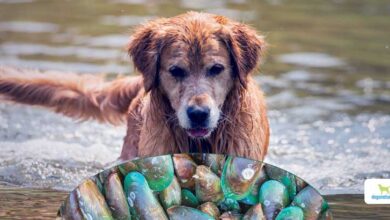 Poudre de moule verte : peuvent-elles aider les articulations de votre chien ? Green Lipped Mussels For Dogs