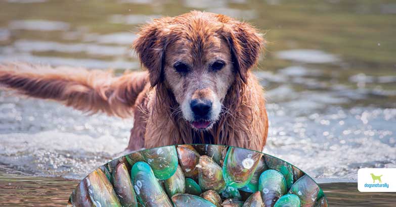 Poudre de moule verte : peuvent-elles aider les articulations de votre chien ? Green Lipped Mussels For Dogs