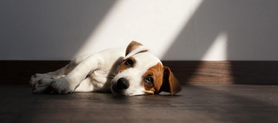 Combien de temps peut-on laisser un chien seul ? chien seul triste