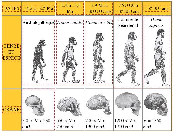 Préhistoire - Les débuts de l'humanités - collège 6ème frise chronologique hominides