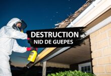 Conseils pour la destruction nid de guêpes en toute sécurité thumbnail 15